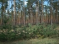 SDIM0596