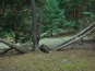 SDIM0737