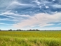 SDIM0981